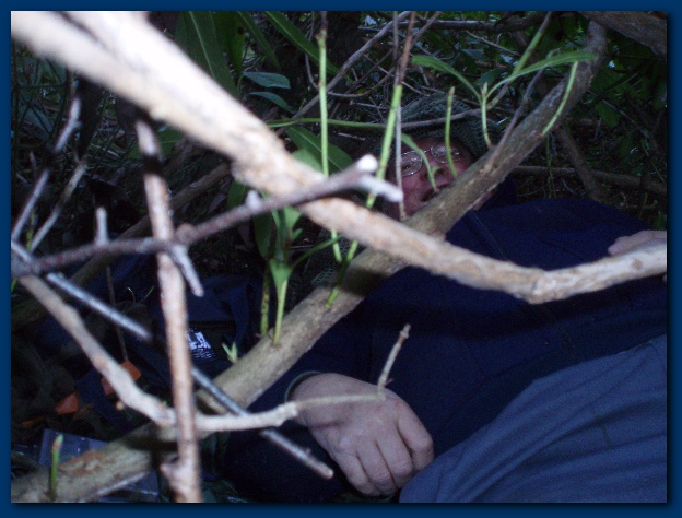 600x449 pixels (116K)